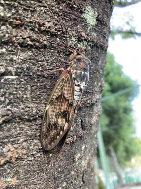 アクル整骨院 | マタニティ整体・妊娠中の整体　2024.7.31(水) - IMG_7205