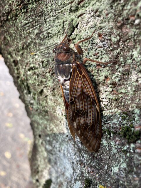 アクル整骨院 | ぎっくり腰、2024.8.2(金) - IMG_7232