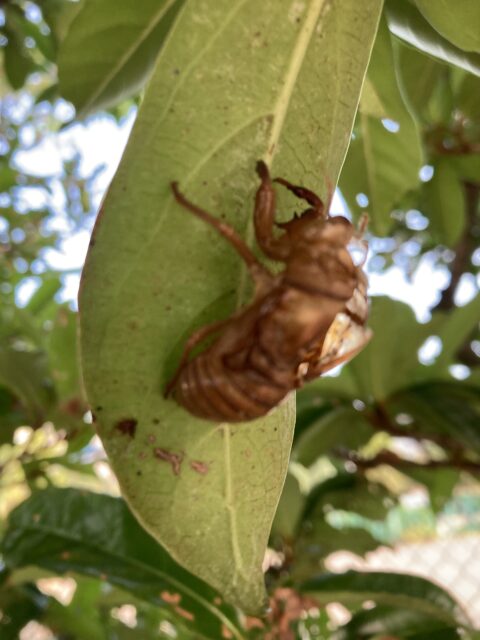 アクル整骨院 | ぎっくり腰、2024.8.2(金) - IMG_7238