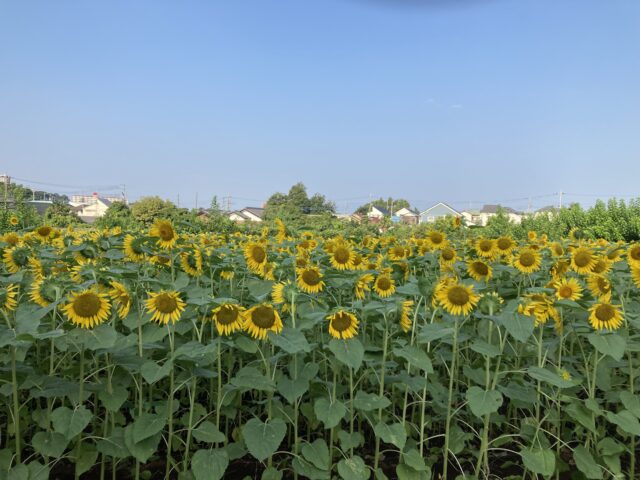 アクル整骨院 | 交通事故に遭ってしまったら、2024.8.4(日) - IMG_7257