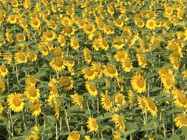 アクル整骨院 | 交通事故に遭ってしまったら、2024.8.4(日) - IMG_7264