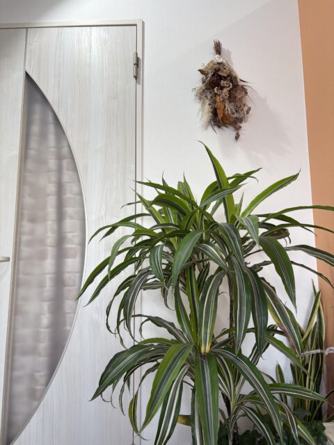 アクル整骨院 | 南町田・成瀬エリアでの坐骨神経痛の症例紹介2026.3.13(金) -  Image Name 